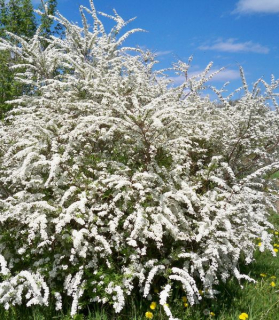 Spiraea nipponica 'Snowmound'